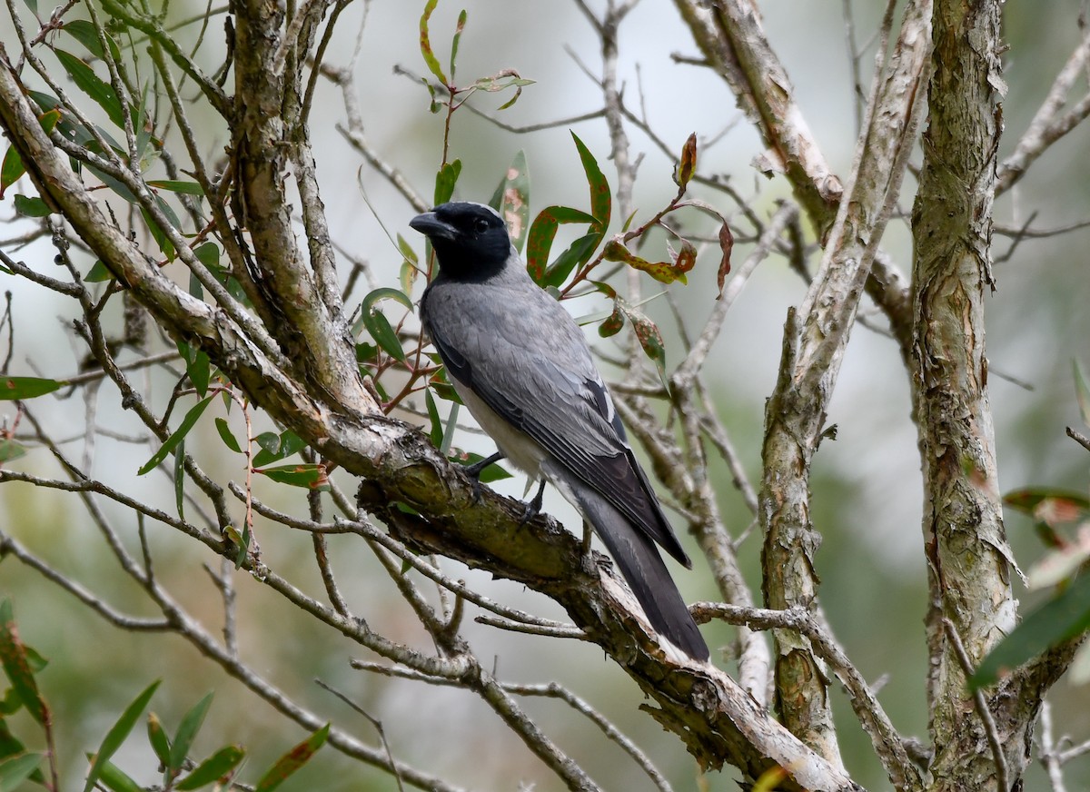 Black-faced Cuckooshrike - ML646032571