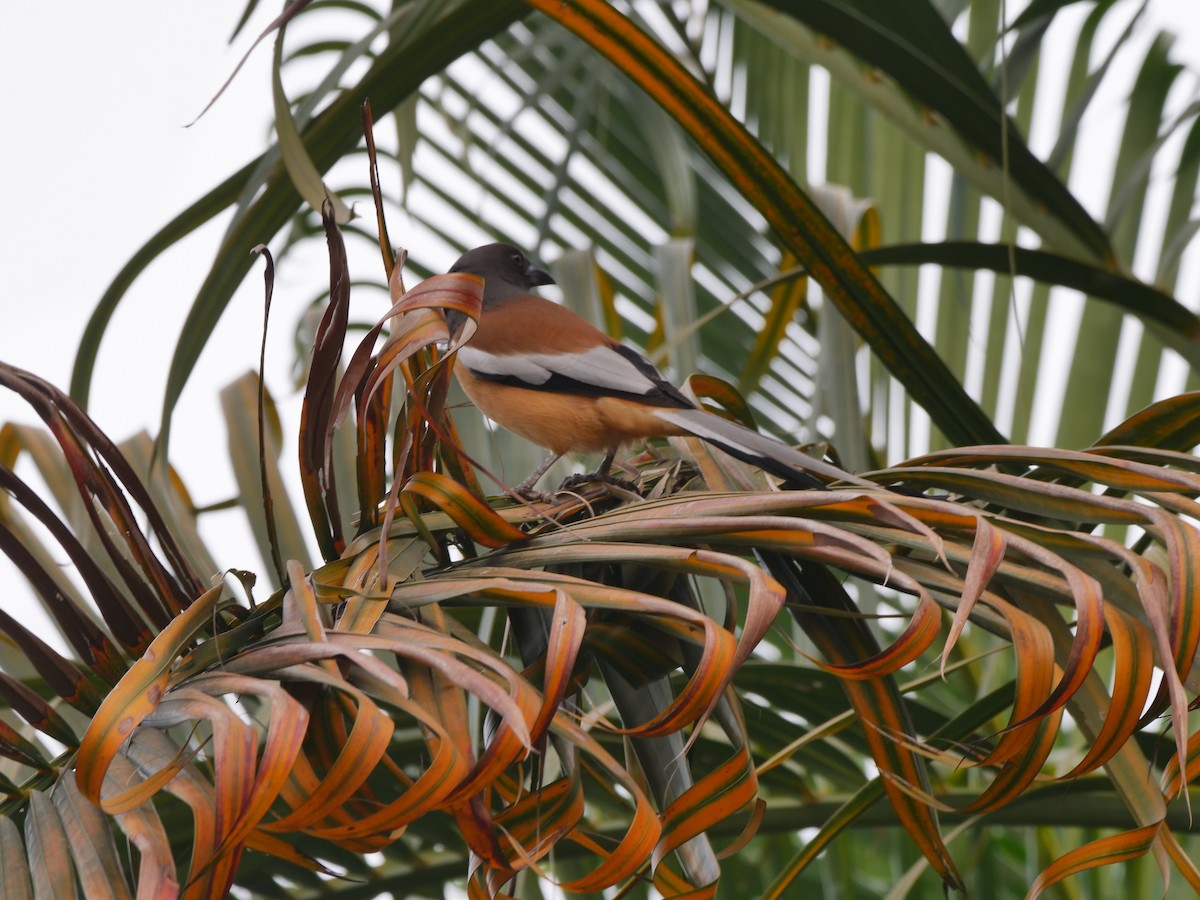 Rufous Treepie - ML646032572