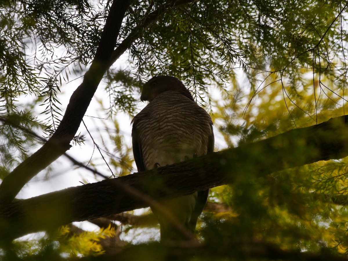 Үүрсээ харцага - ML646032573