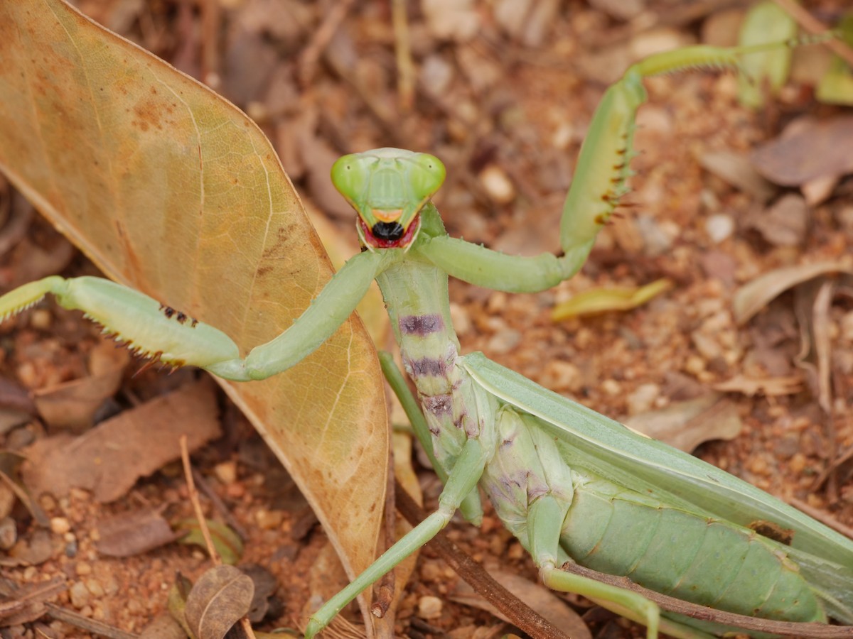 Rufous Treepie - ML646032574