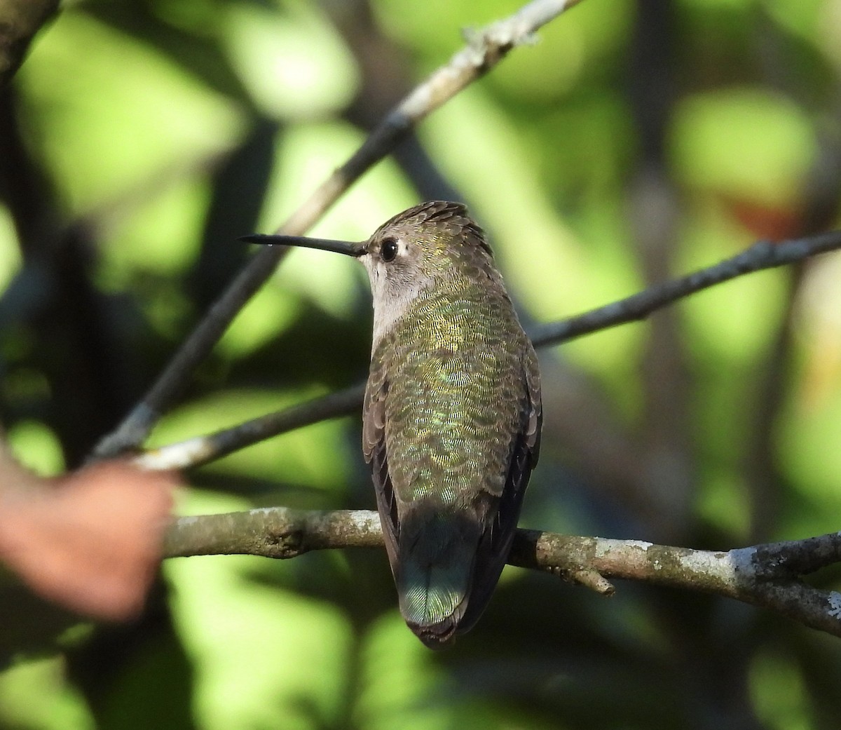 Black-chinned Hummingbird - ML646032576