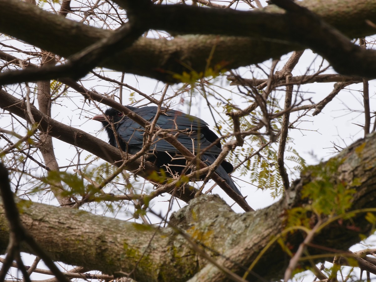Asian Koel - ML646032577
