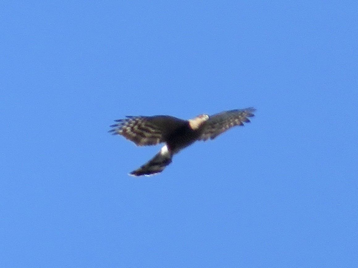 Sharp-shinned Hawk - ML646032579