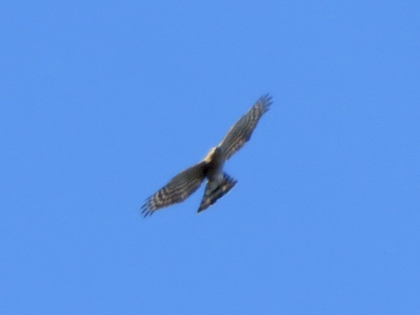 Sharp-shinned Hawk - ML646032580
