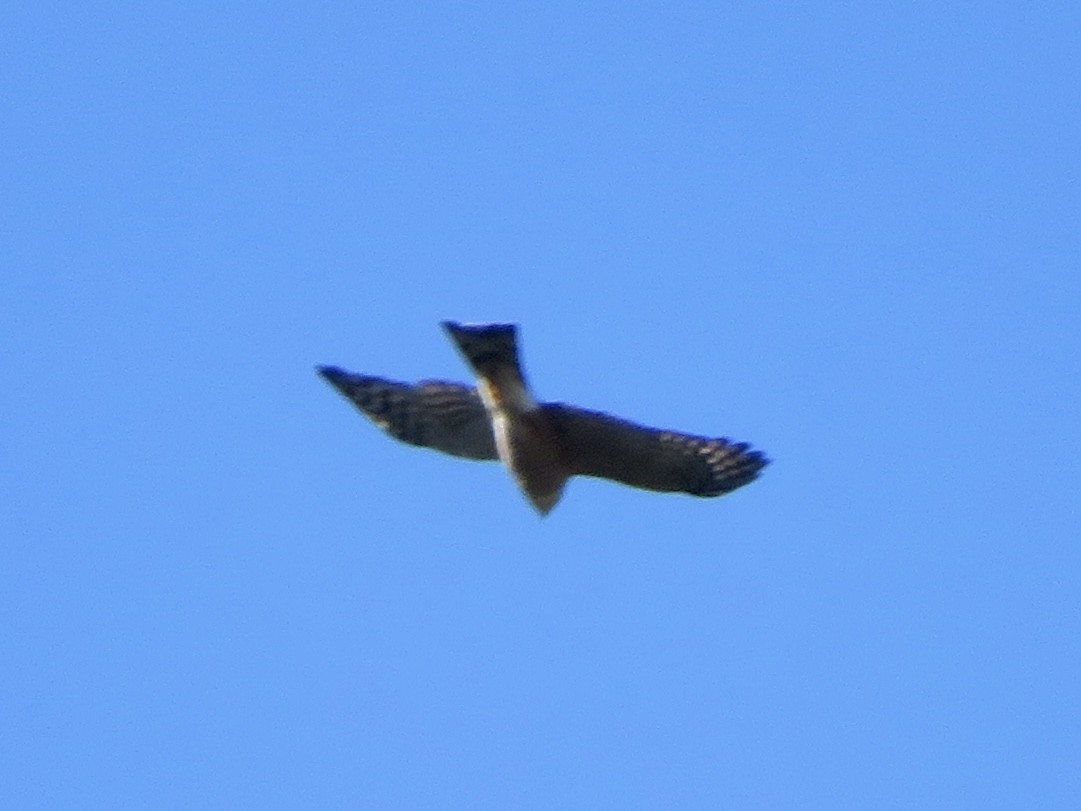 Sharp-shinned Hawk - ML646032581