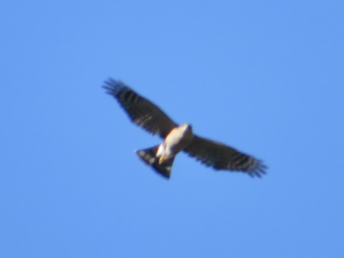 Sharp-shinned Hawk - ML646032582