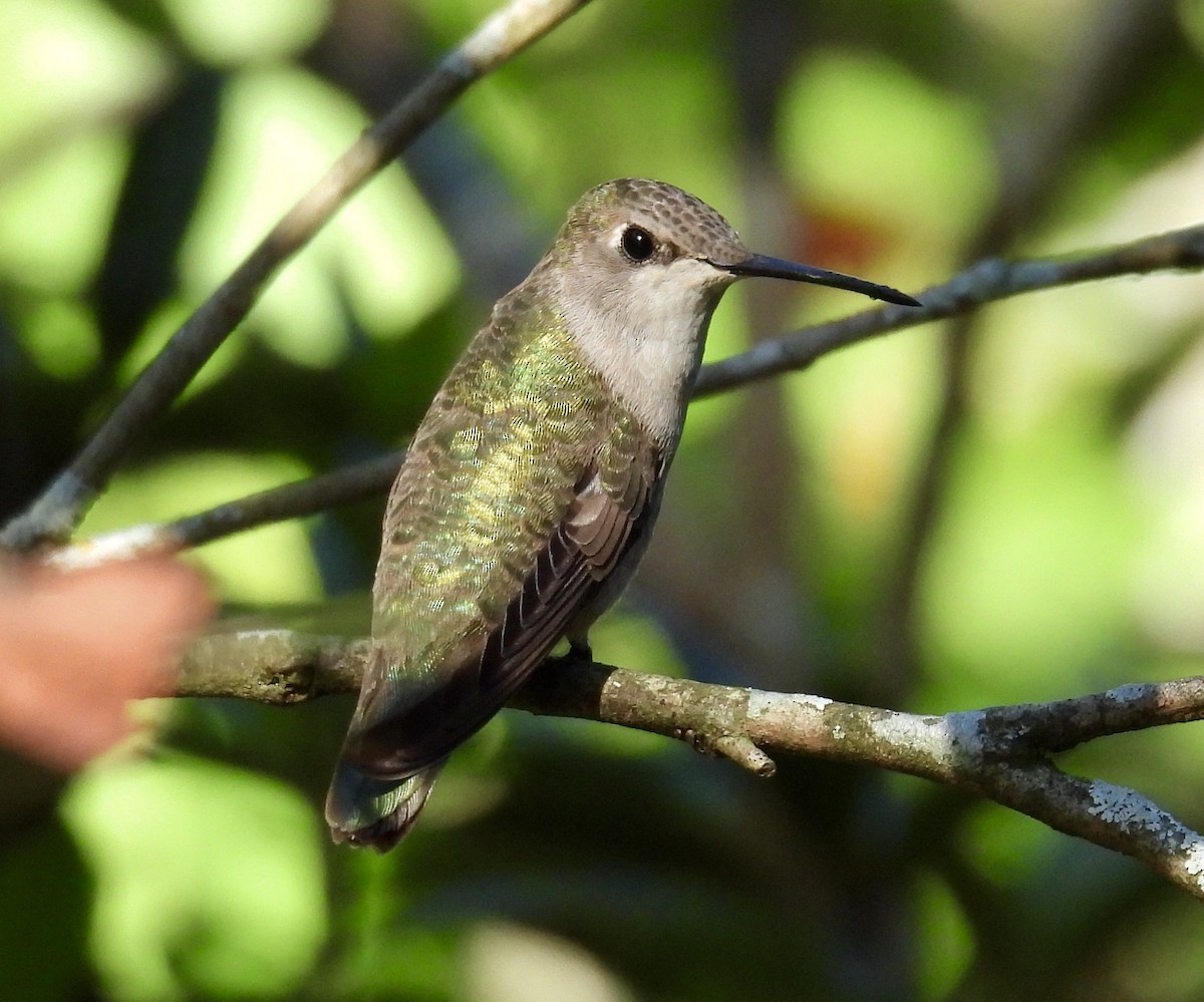 Black-chinned Hummingbird - ML646032583