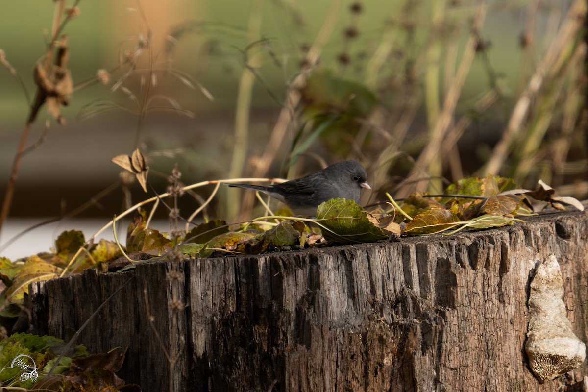 Dark-eyed Junco - ML646032586