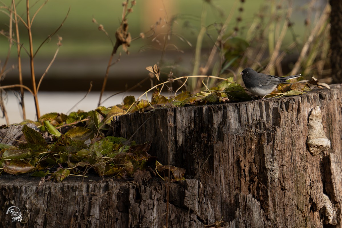 Dark-eyed Junco - ML646032587