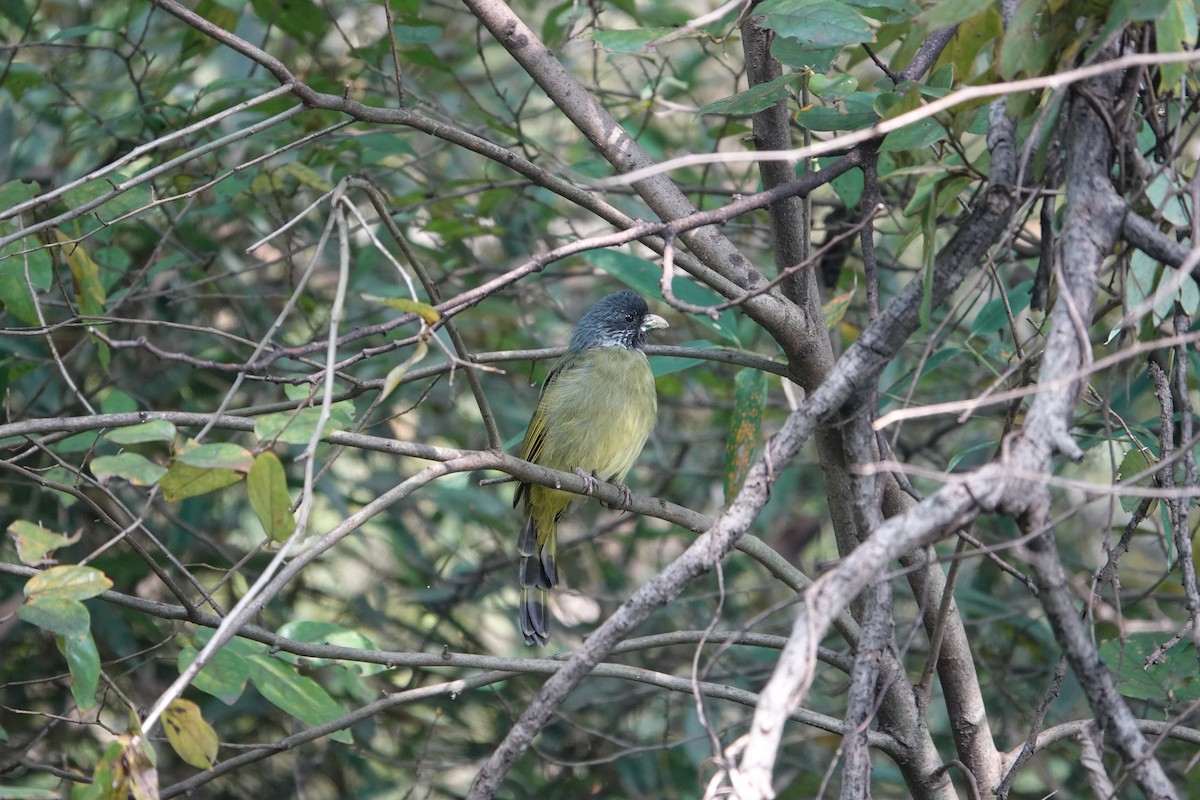 Collared Finchbill - ML646032589