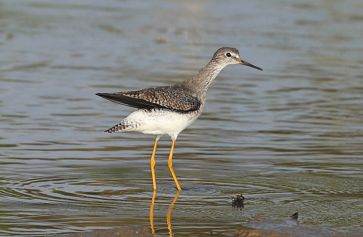 Lesser Yellowlegs - ML646032590