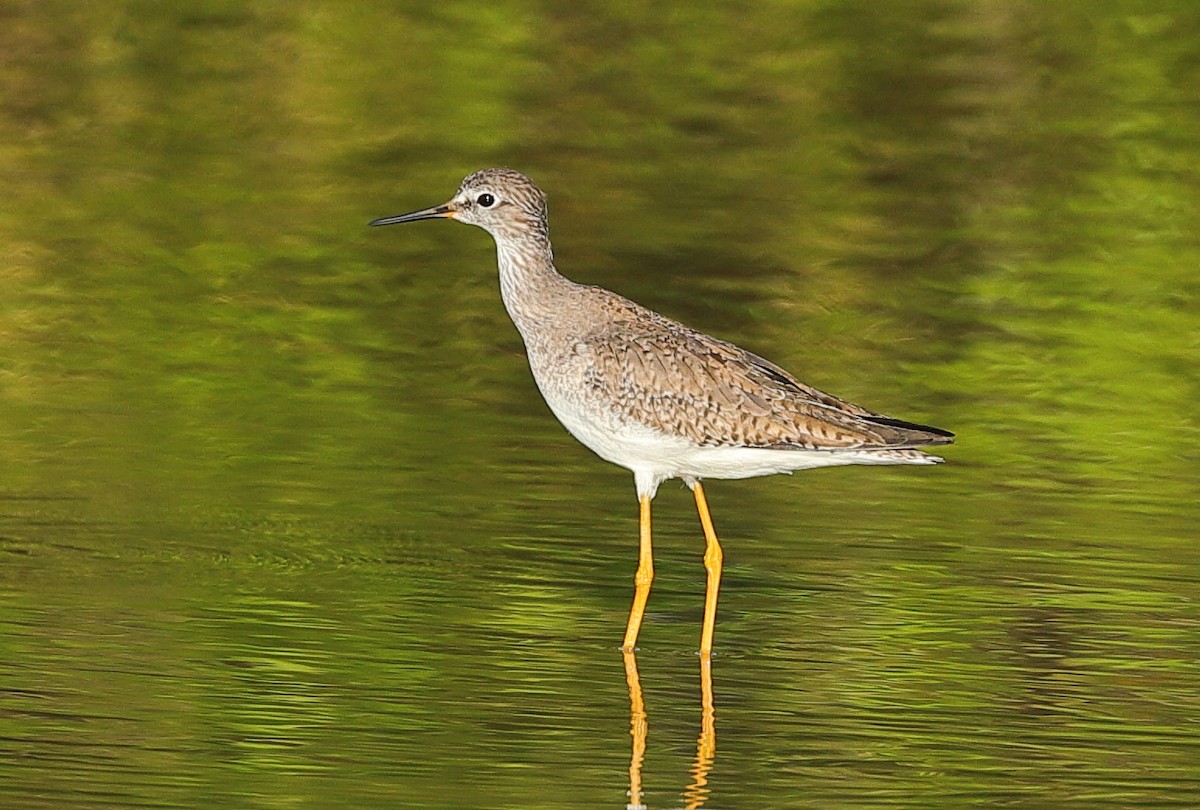 Lesser Yellowlegs - ML646032591