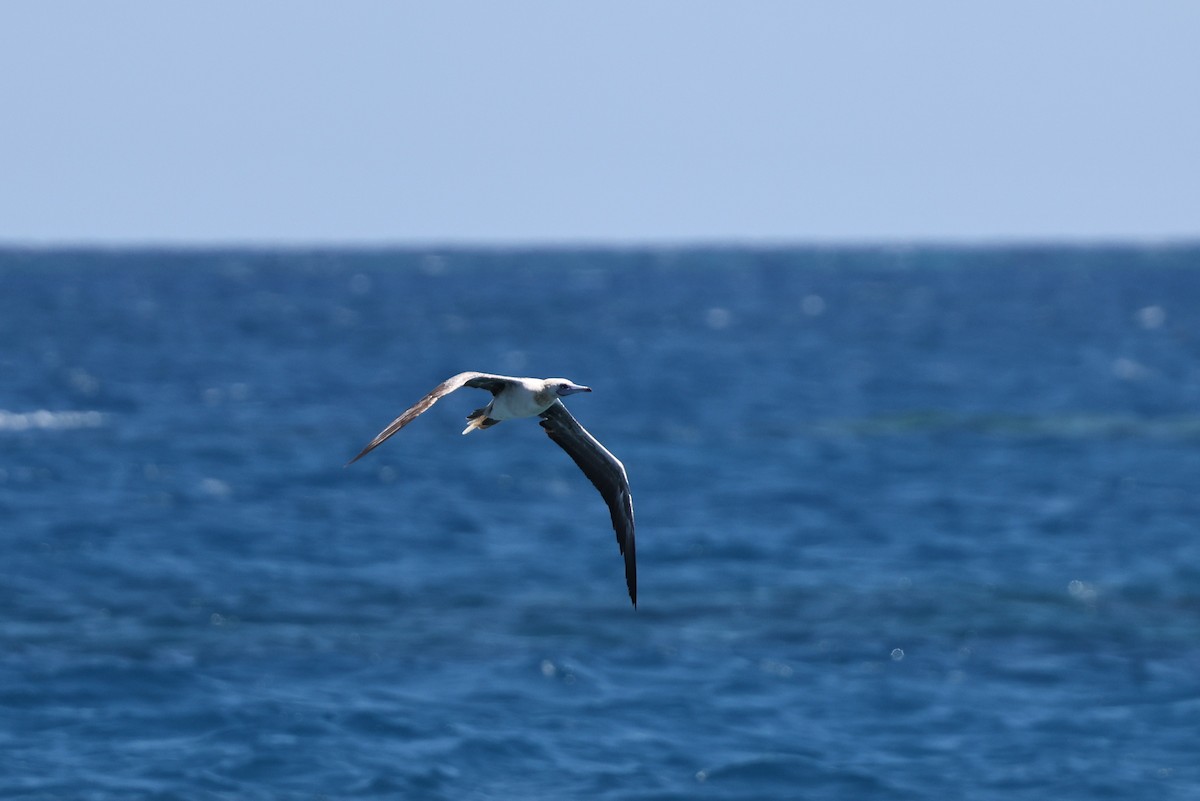 Red-footed Booby - ML646032592