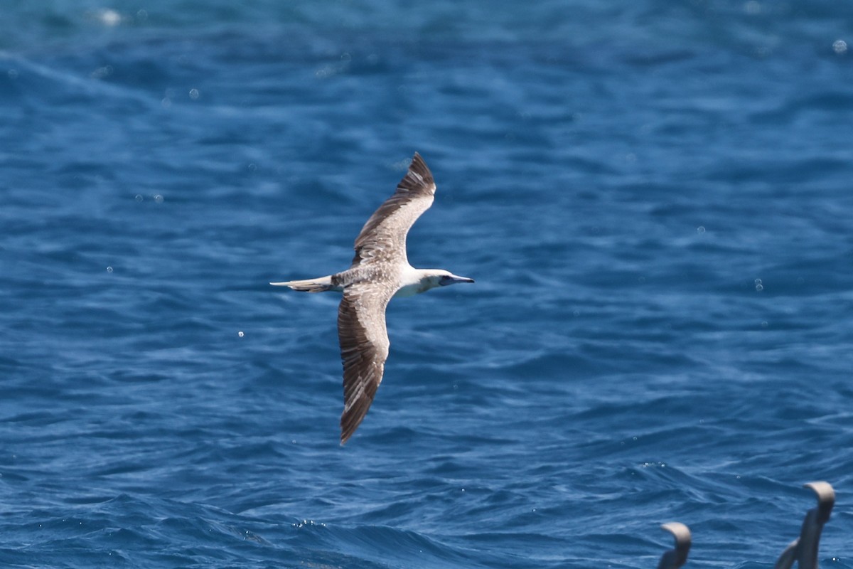 Сула червононога - ML646032595