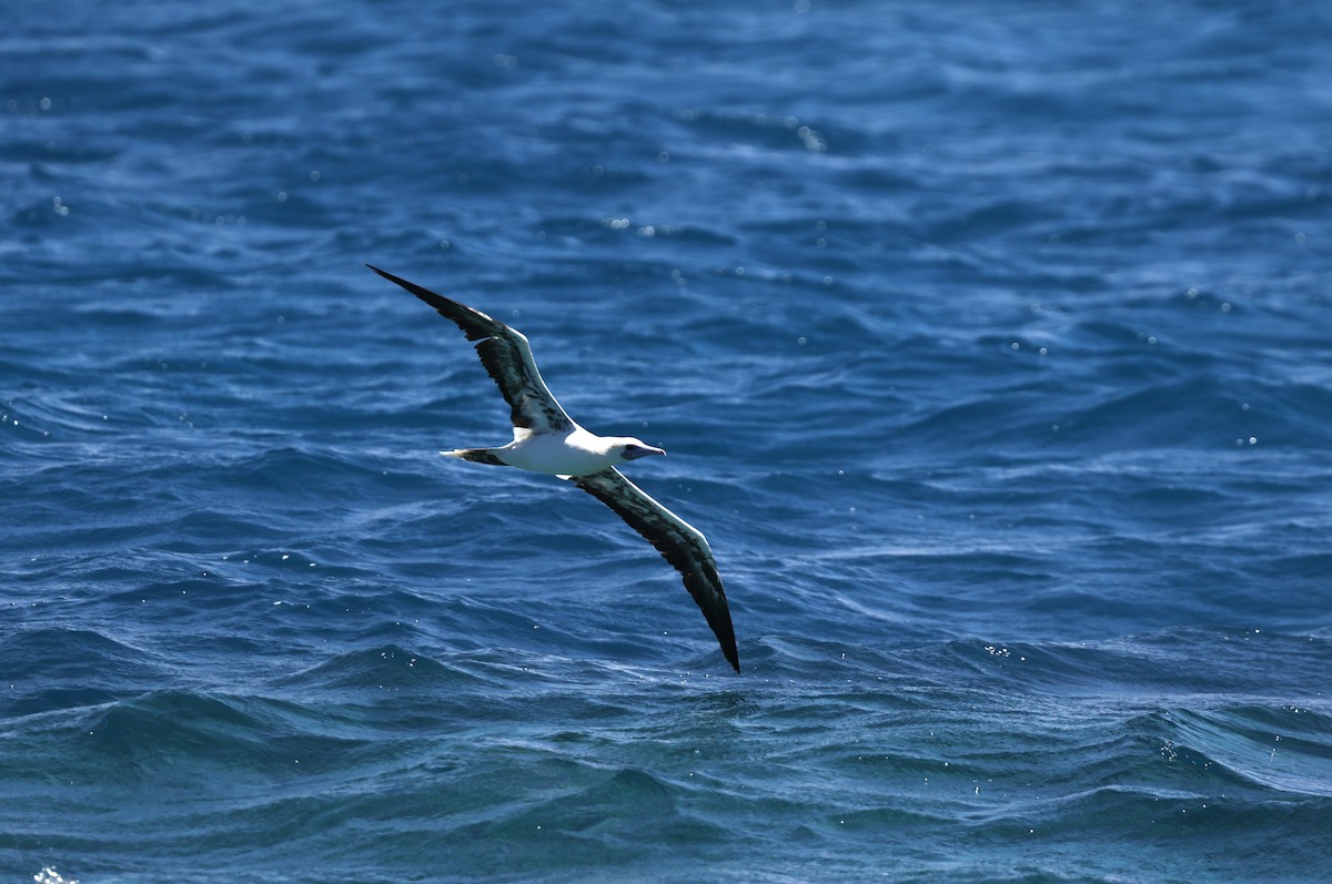 Сула червононога - ML646032596