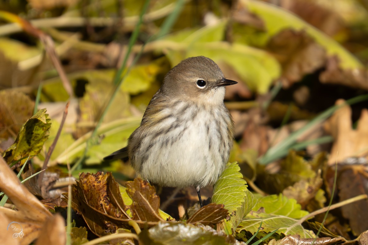 Пісняр-лісовик жовтогузий - ML646032597
