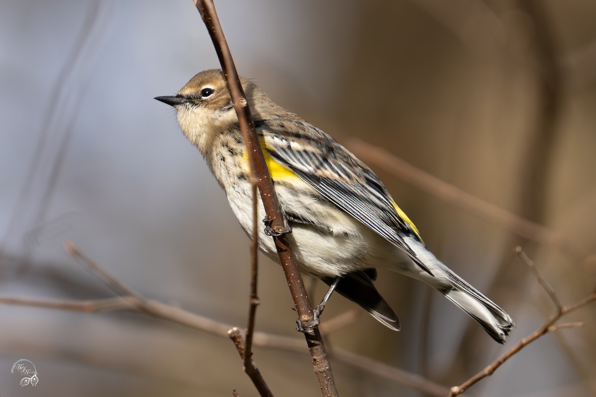 Taçlı Ötleğen - ML646032598