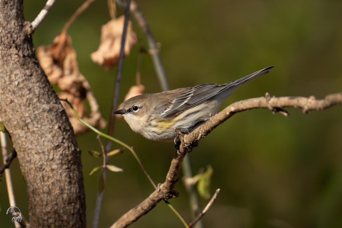 Taçlı Ötleğen - ML646032599