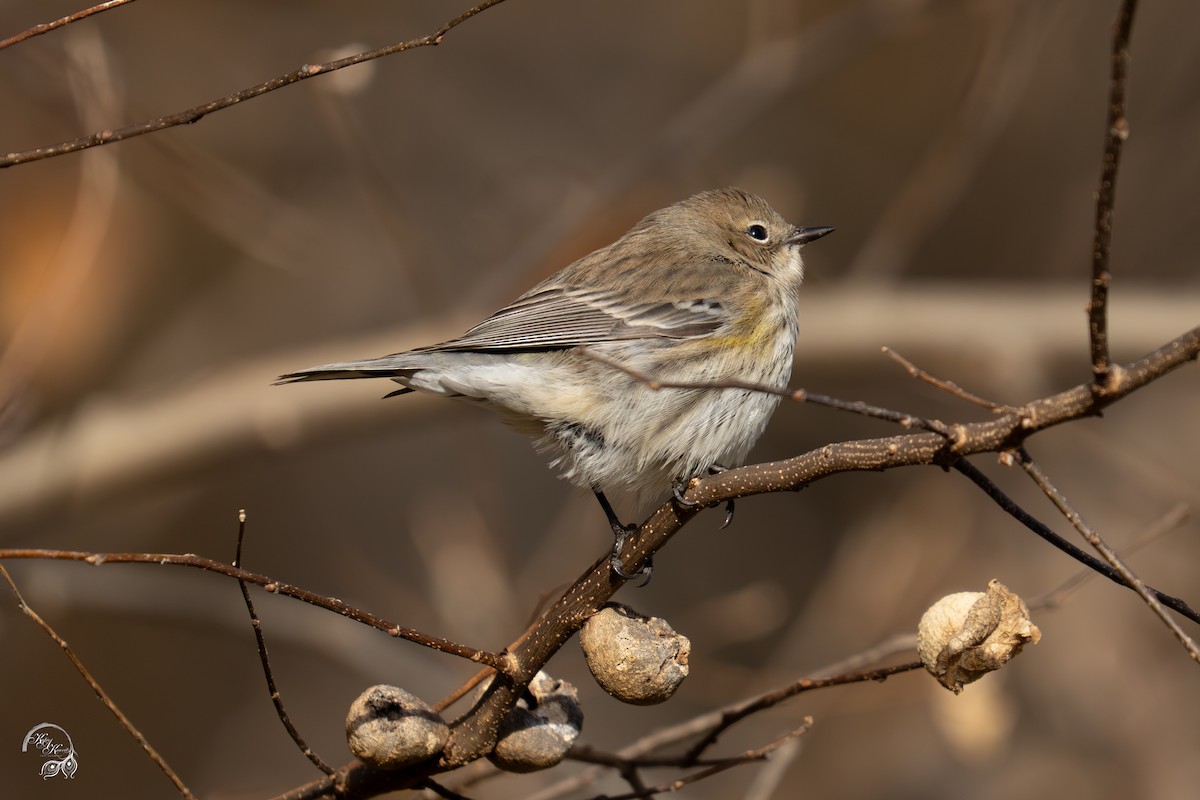 Taçlı Ötleğen - ML646032600