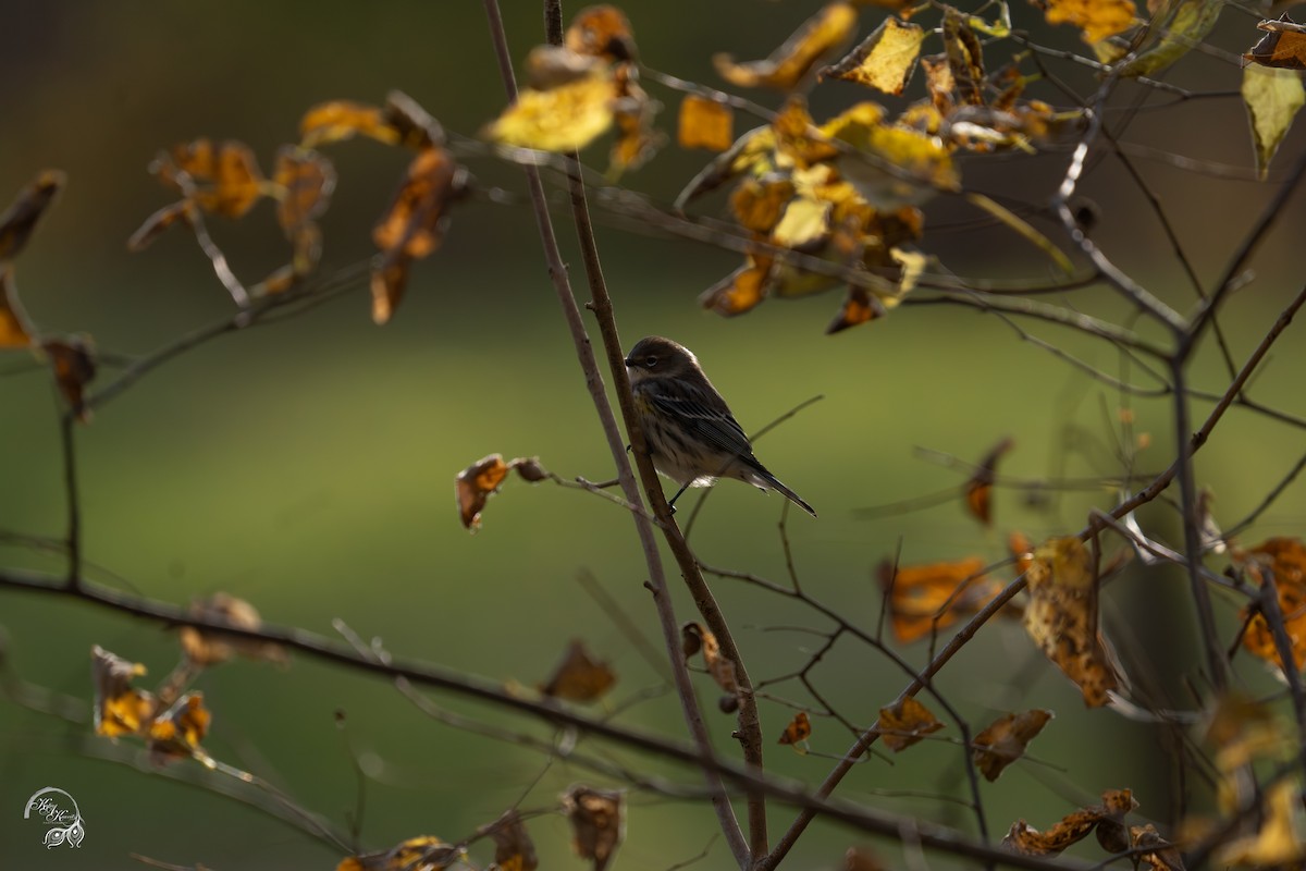 Taçlı Ötleğen - ML646032601