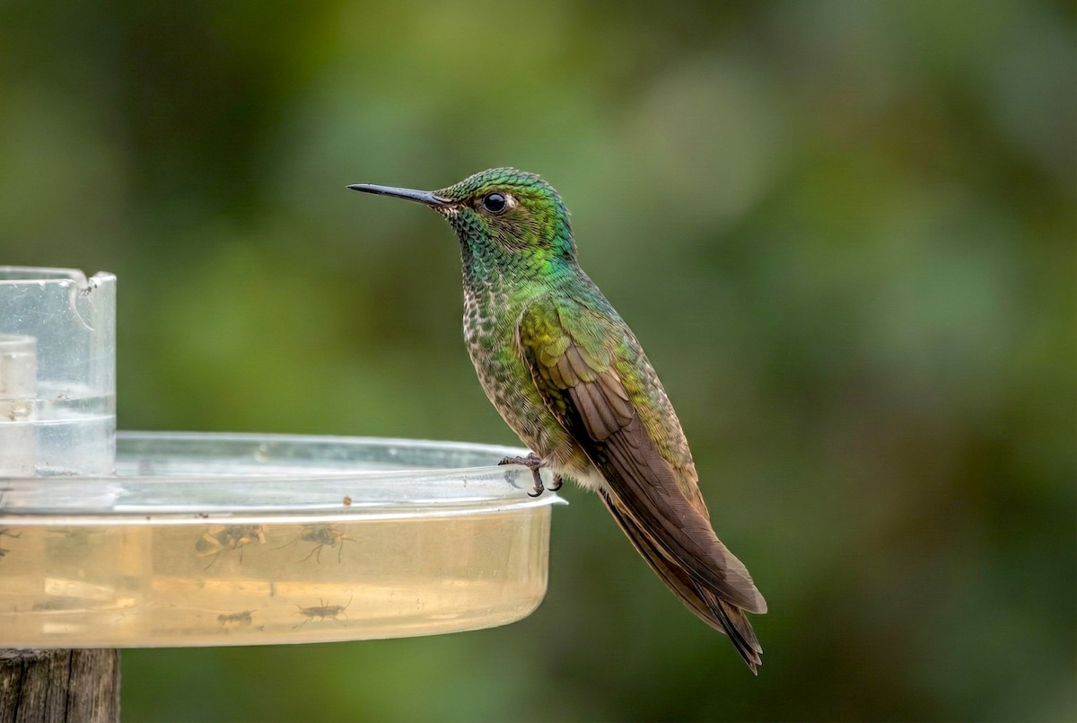 Tiryan Metalkuyruğu - ML646032602