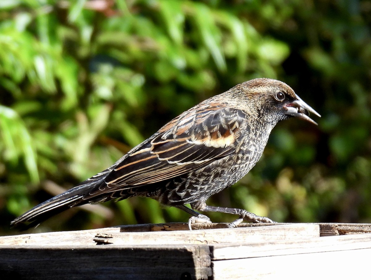 Al Kanatlı Karatavuk - ML646032603