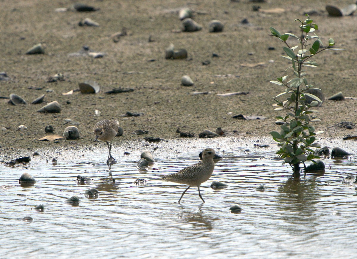 Küçük Altın Yağmurcun - ML646032604