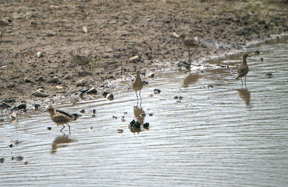 Küçük Altın Yağmurcun - ML646032605