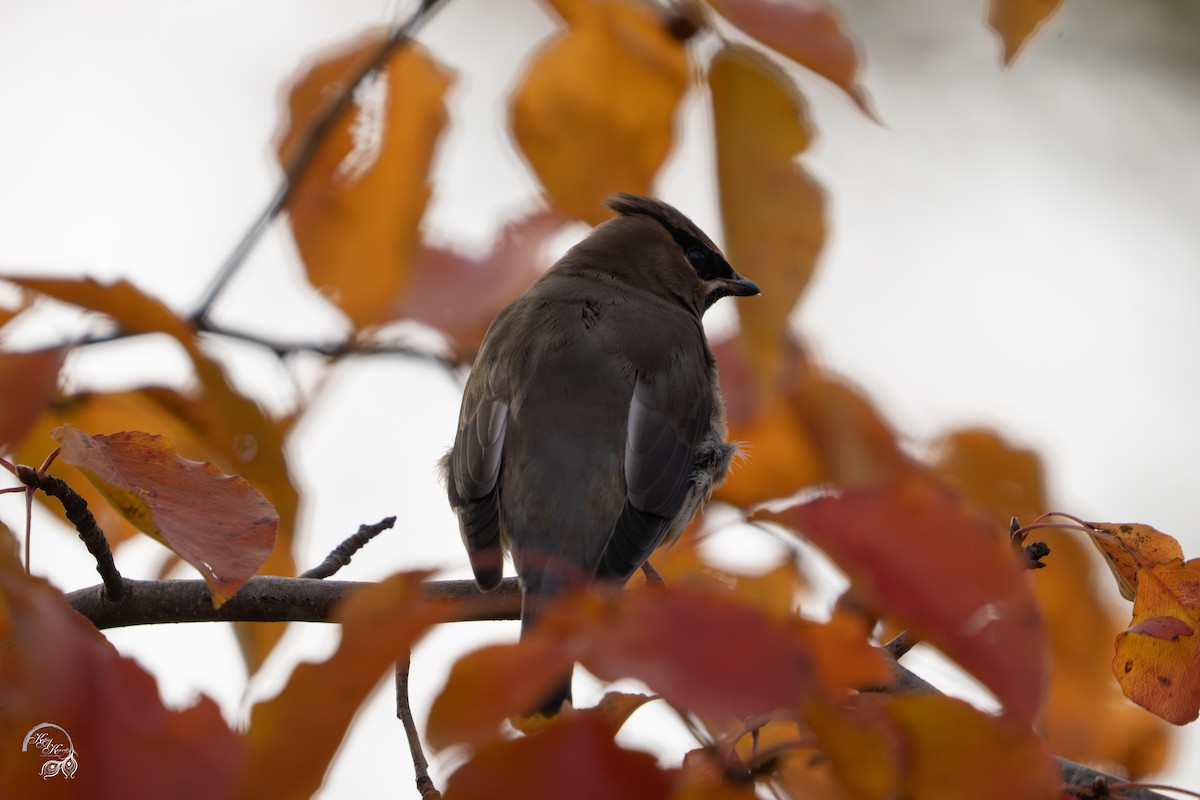 Sedir İpekkuyruğu - ML646032610