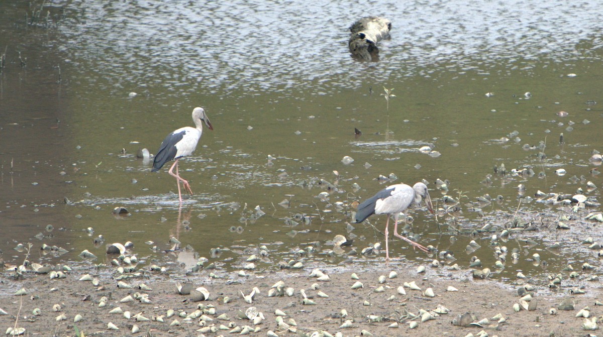 Ak Açıkgaga - ML646032612