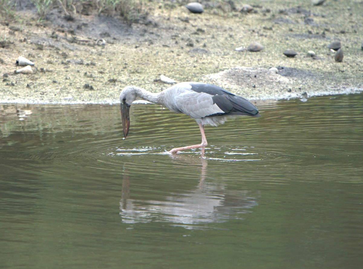 Ak Açıkgaga - ML646032613