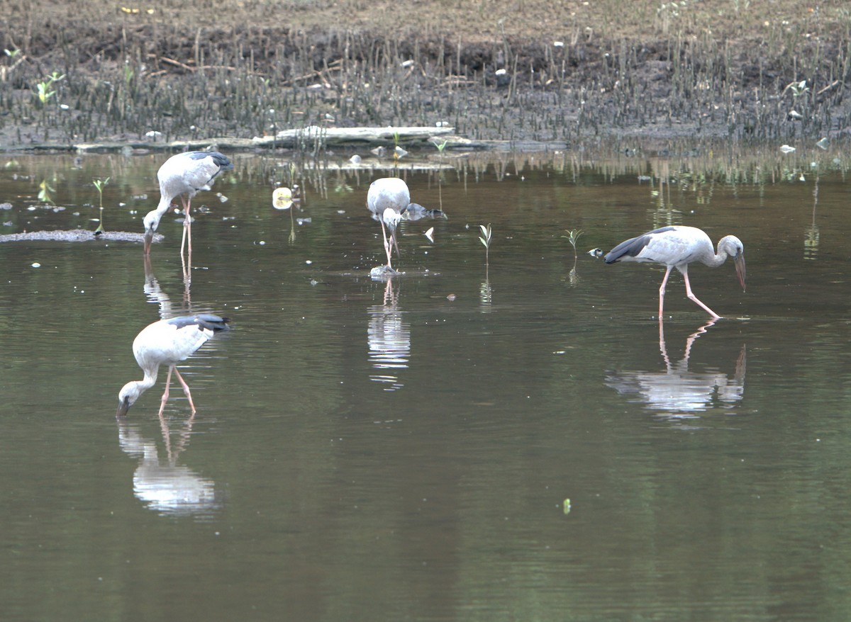 Ak Açıkgaga - ML646032614