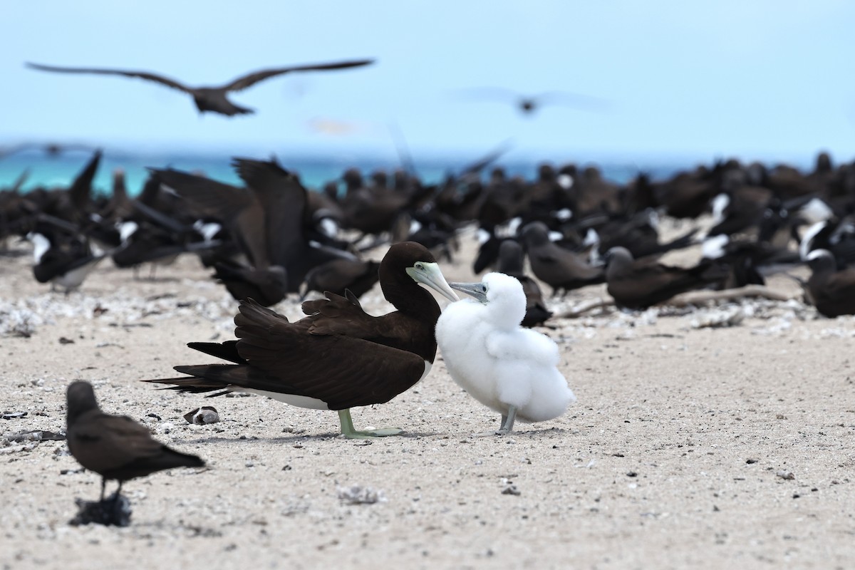 Kara Sümsük - ML646032617