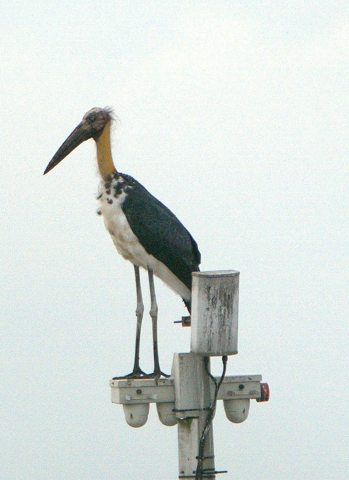 Küçük Marabu - ML646032618