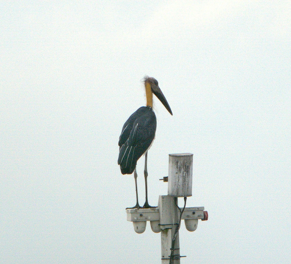 Küçük Marabu - ML646032619