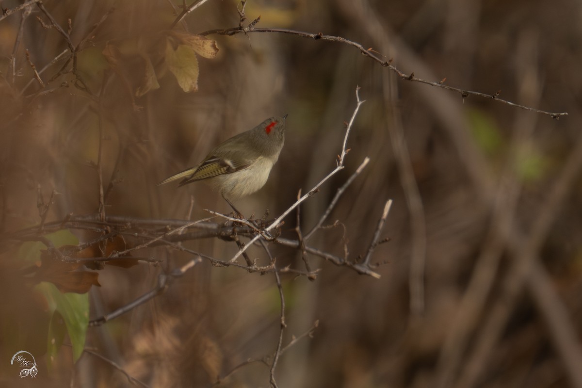 Gözlüklü Çalıkuşu - ML646032620