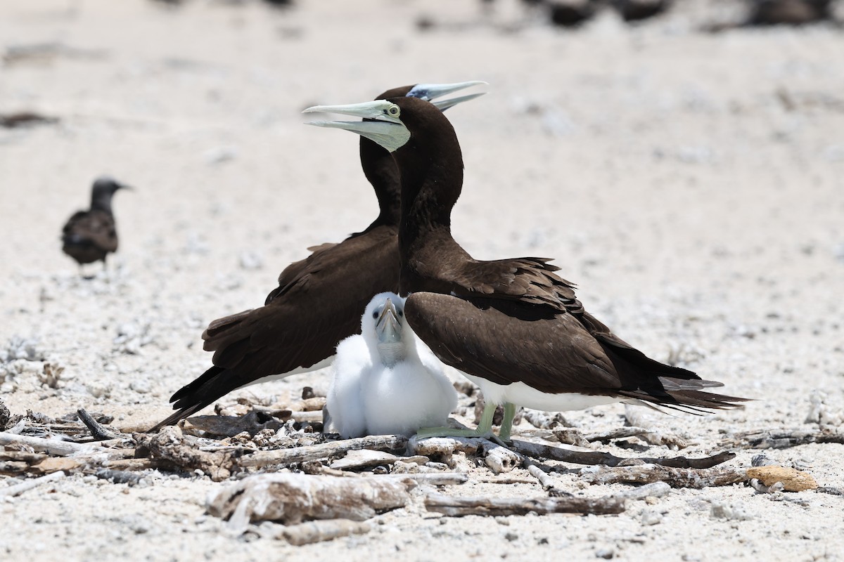 Kara Sümsük - ML646032621