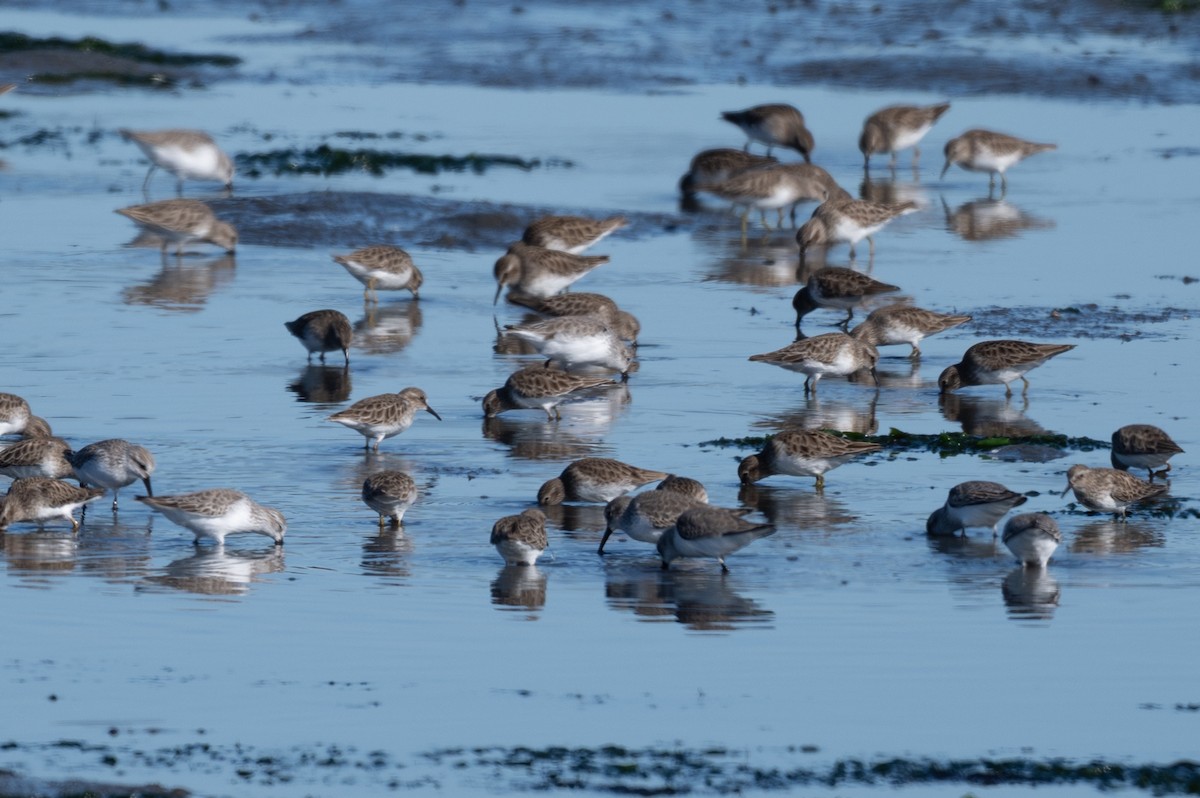 Cüce Kumkuşu - ML646032623