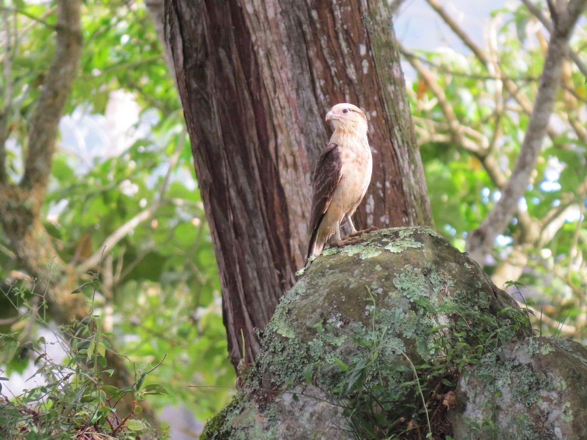 Sarı Başlı Karakara - ML646032628