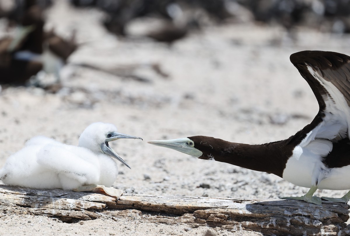 Kara Sümsük - ML646032629