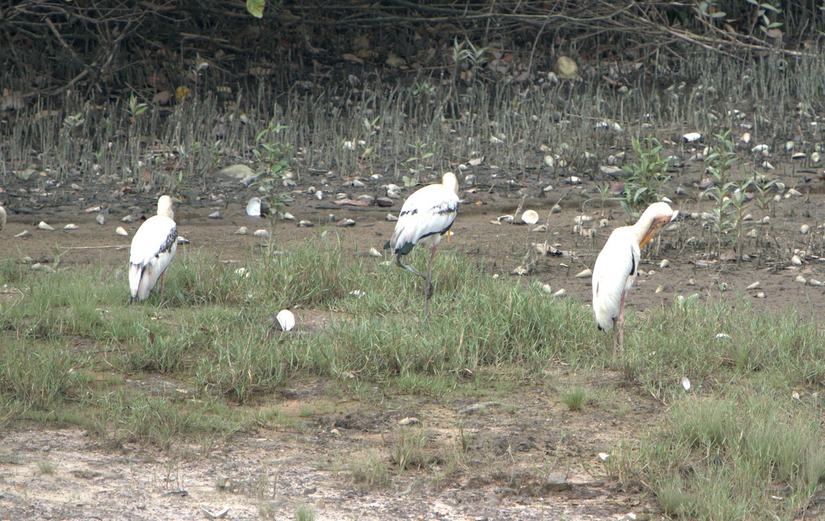 Akça Leylek - ML646032630