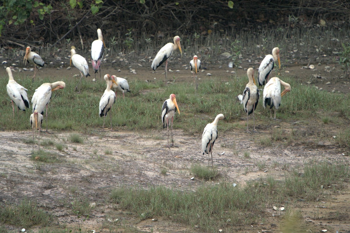 Akça Leylek - ML646032631