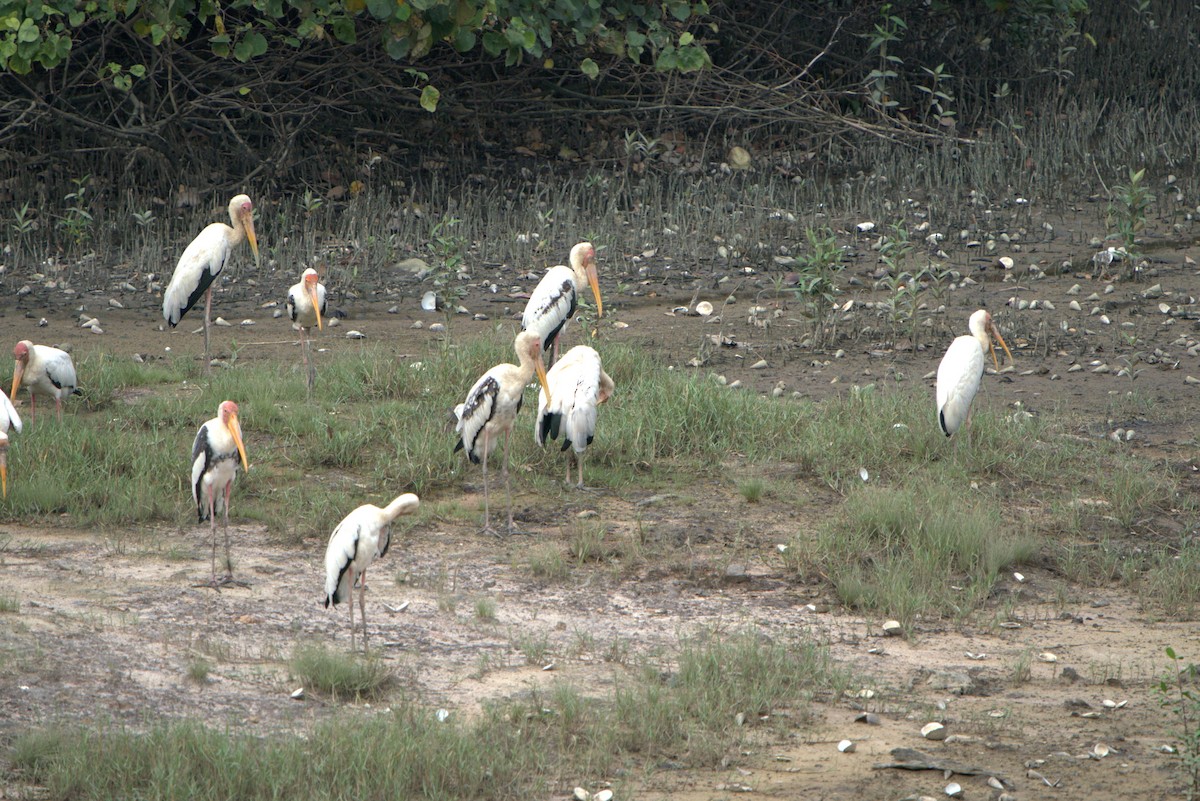 Akça Leylek - ML646032632