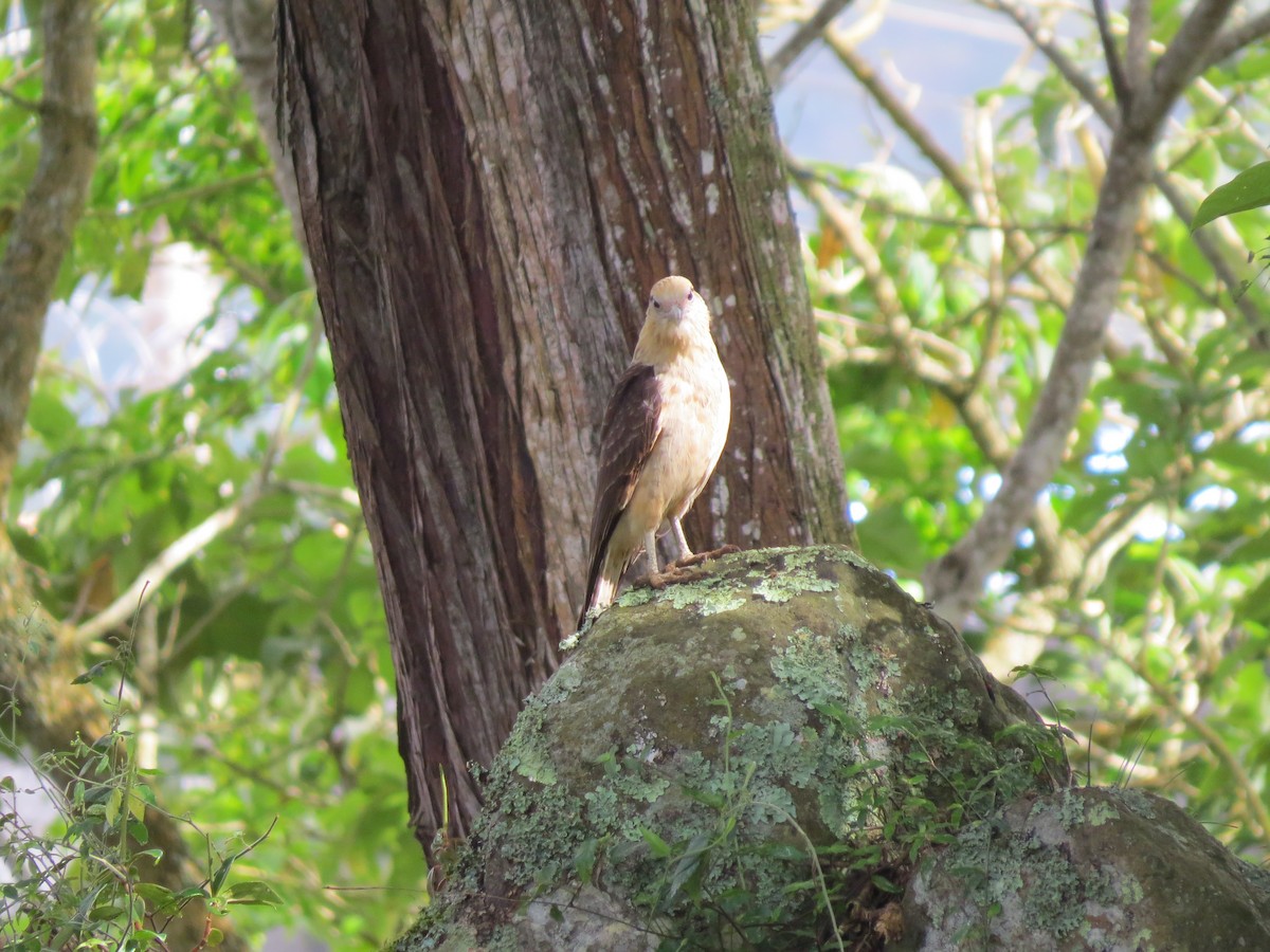 Sarı Başlı Karakara - ML646032640