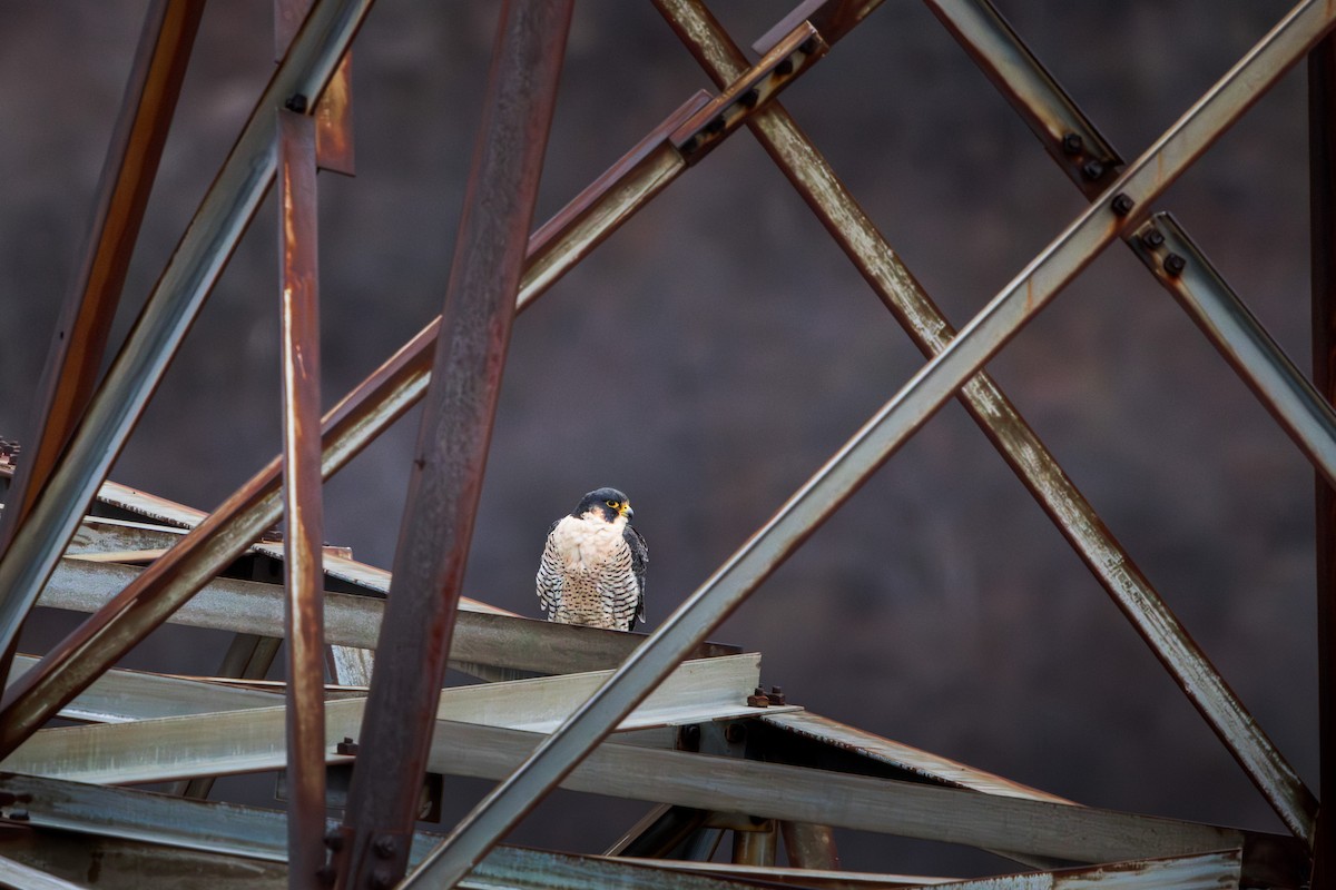 Peregrine Falcon - ML646032649