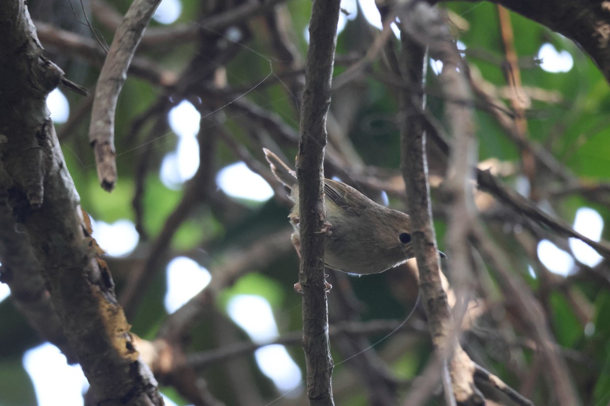 Кущовик східний - ML646032654