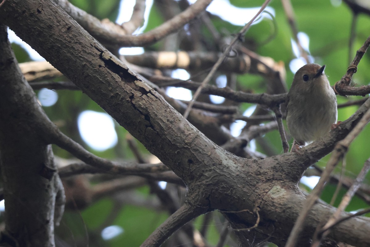 Кущовик східний - ML646032655