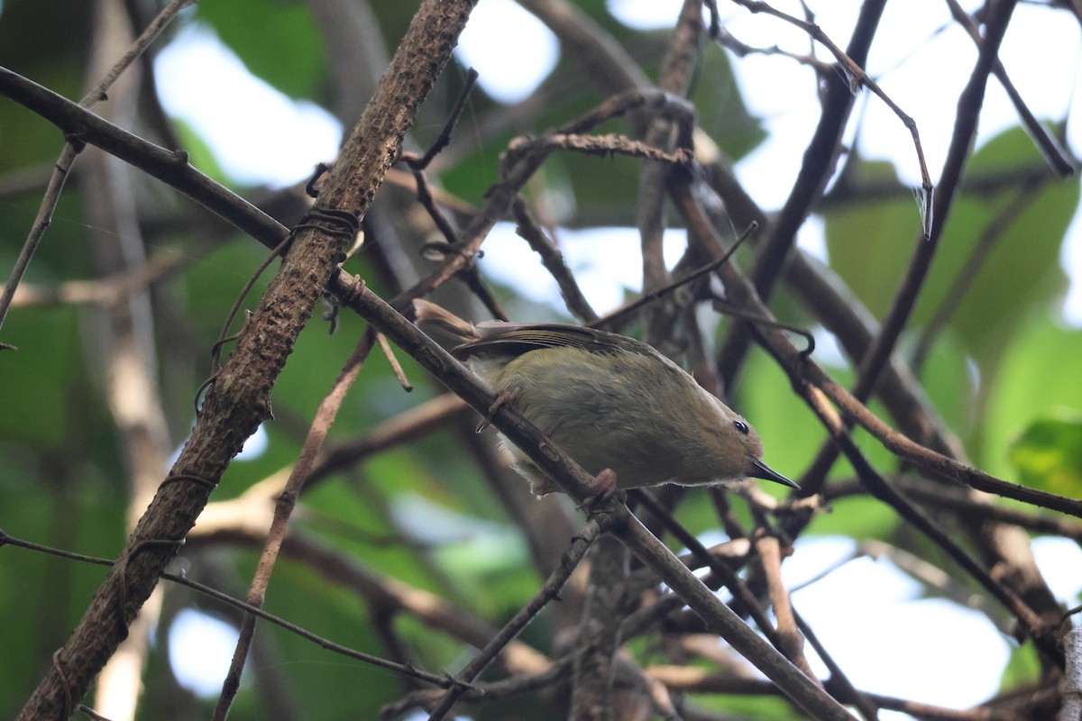 Кущовик східний - ML646032656