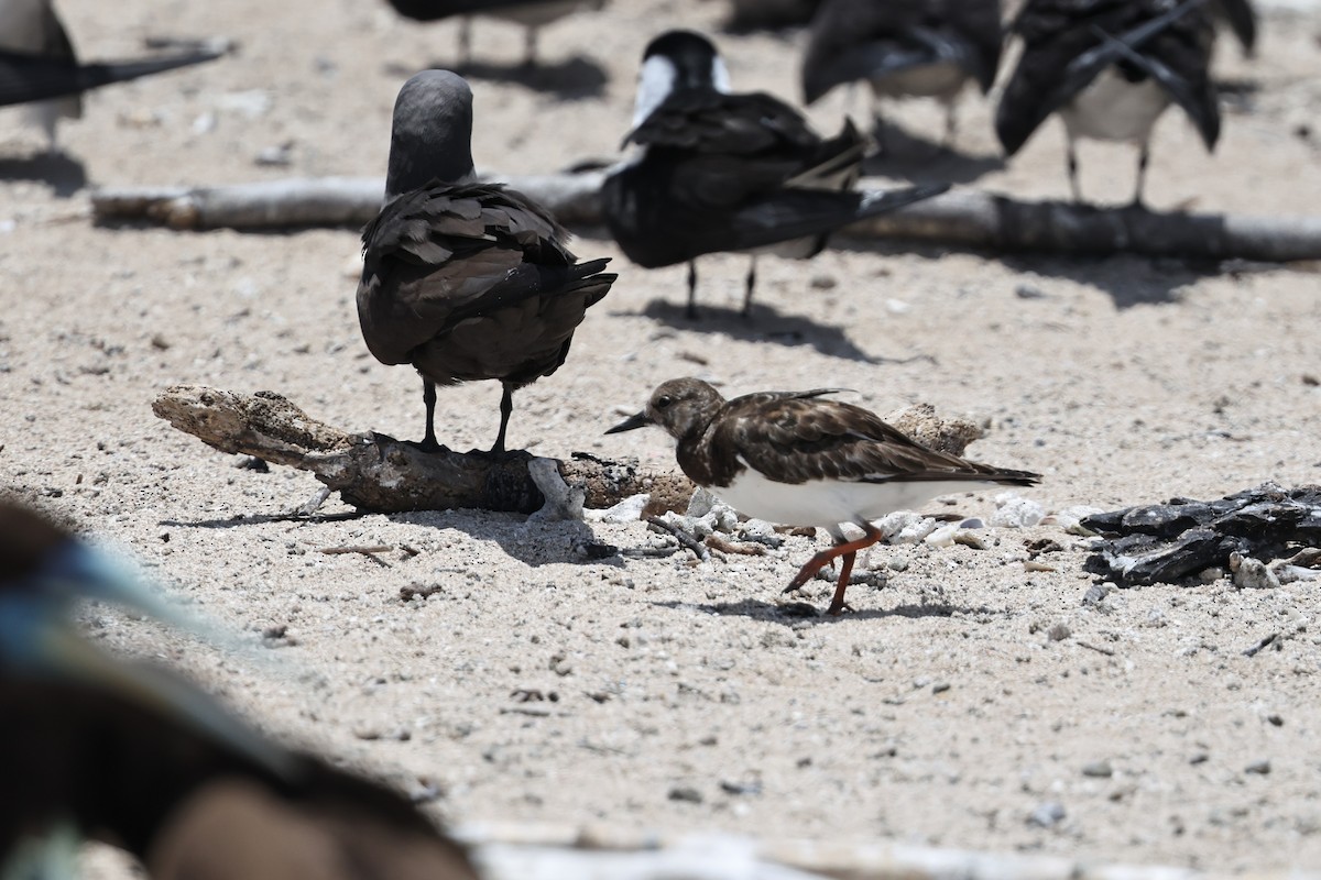 Ruddy Turnstone - ML646032657