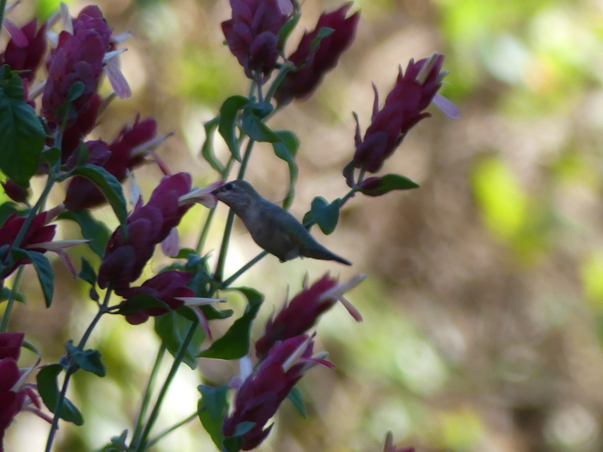 Calliope Hummingbird - ML646032669